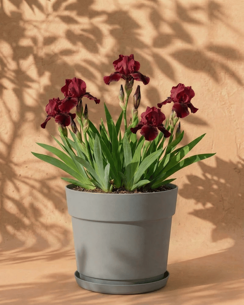 feey-iris-germanica-red-z-rote-schwertlilie-rhizome image 8