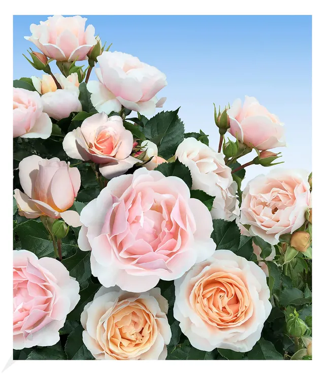 baldur-garten-parfum-rose-jardin-des-tuileries-1-pflanze-wurzelnackt image 1