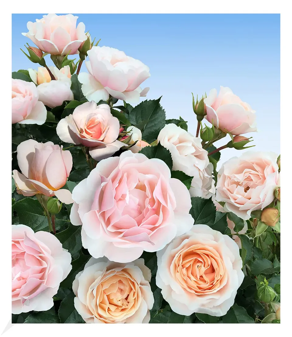 baldur-garten-parfum-rose-jardin-des-tuileries-1-pflanze-wurzelnackt image 1