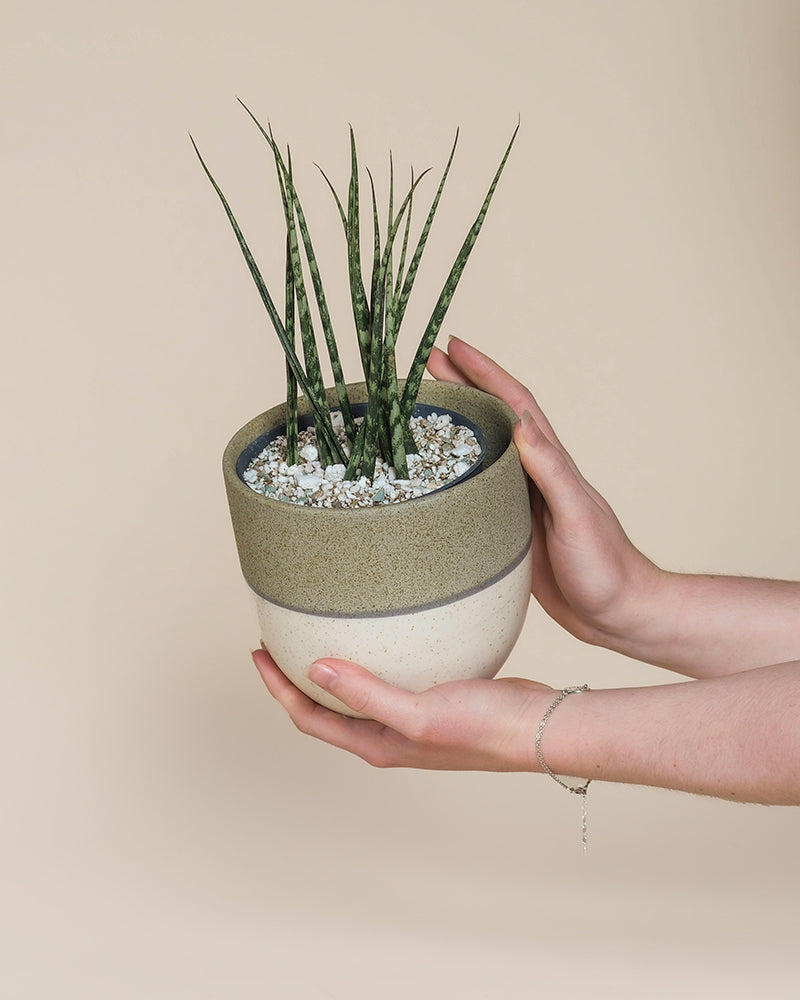feey-sansevieria-mikado-bogenhanf image 1
