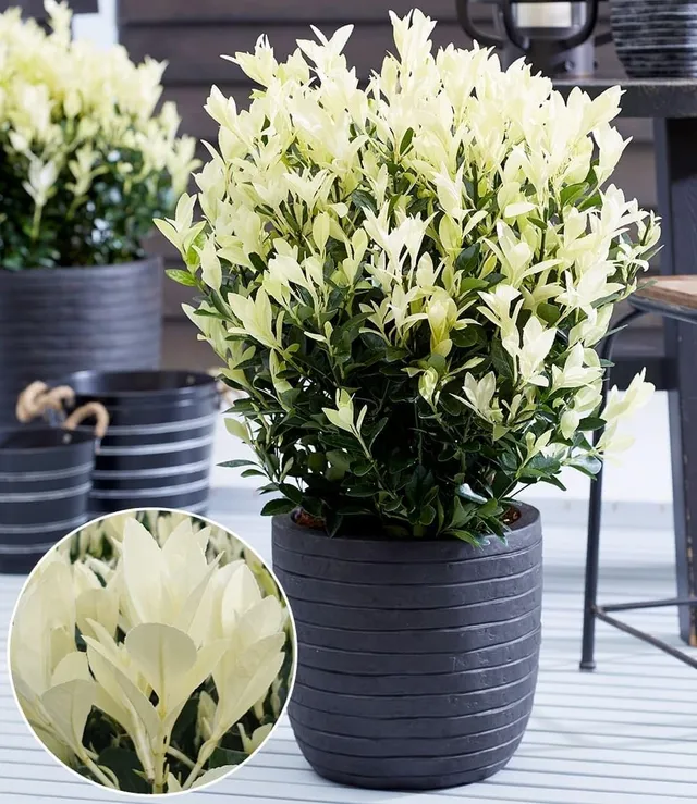 baldur-garten-euonymus-himalaya-2-liter-topf image 1
