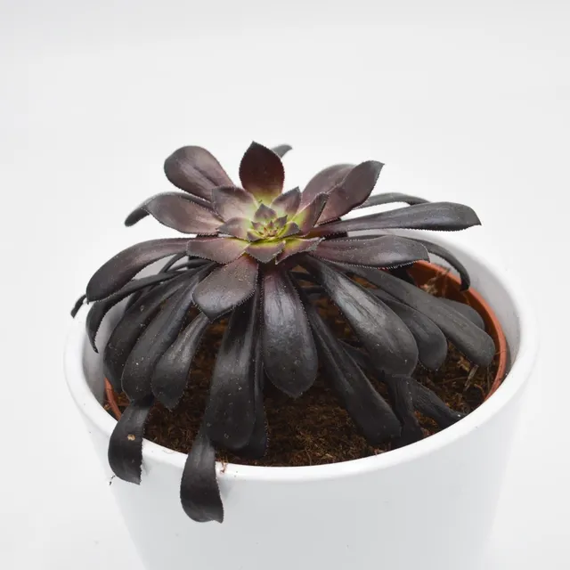 pasiora-aeonium-arboreum-schwarzkopf-rosette-10-5cm image 1