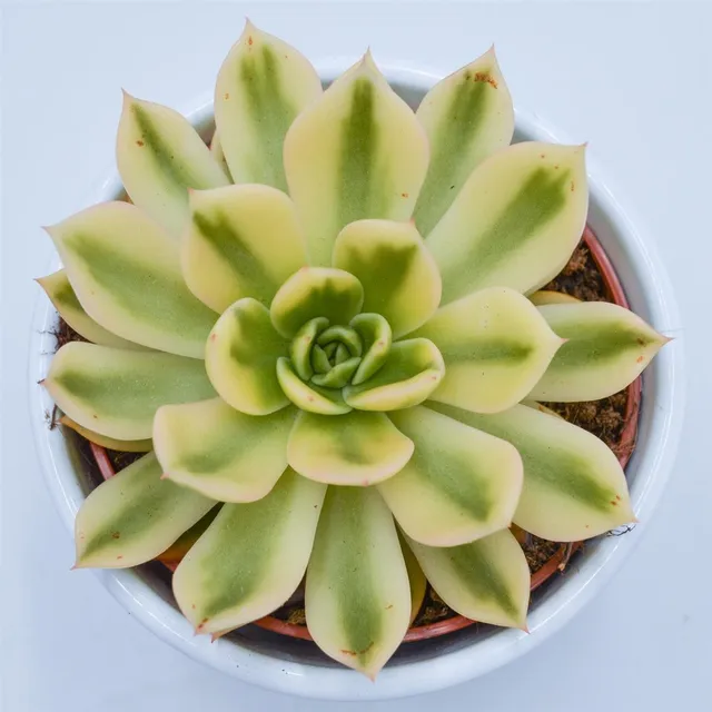pasiora-echeveria-agavoides-mira-f-variegata-10-5-cm-topf image 1