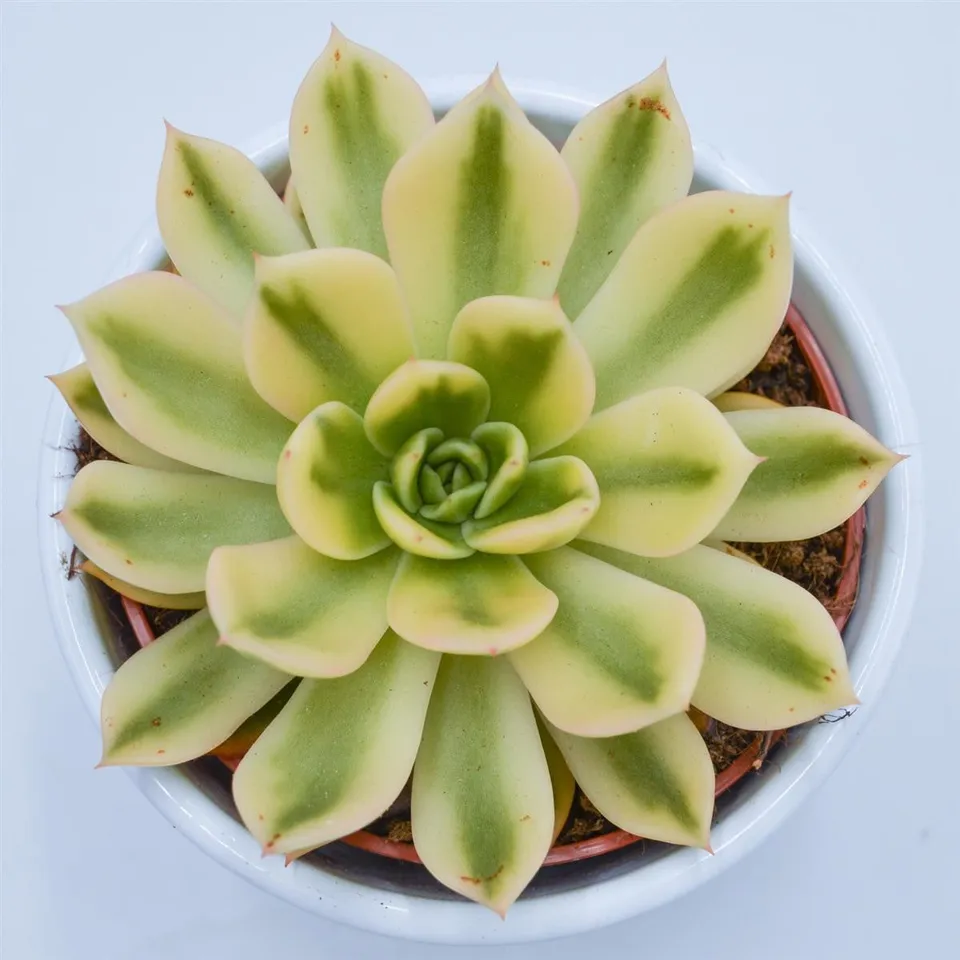 pasiora-echeveria-agavoides-mira-f-variegata-10-5-cm-topf image 1