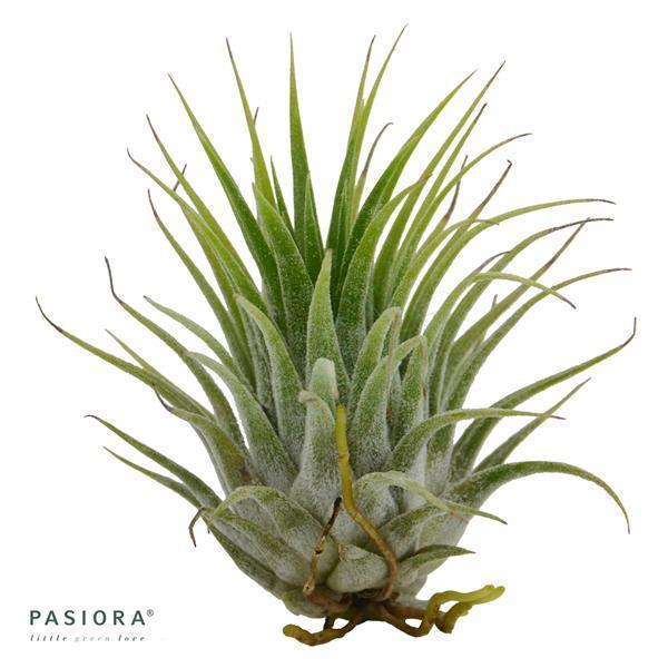 pasiora-tillandsia-ionantha-var-ionantha-luftnelke image 4
