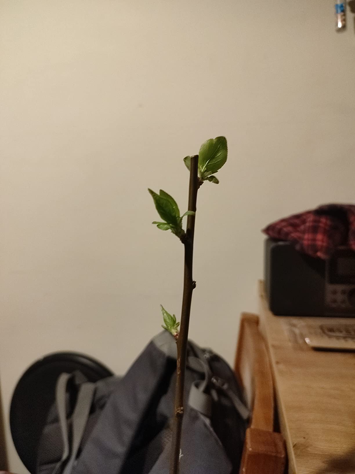 Blüte im ersten Jahr