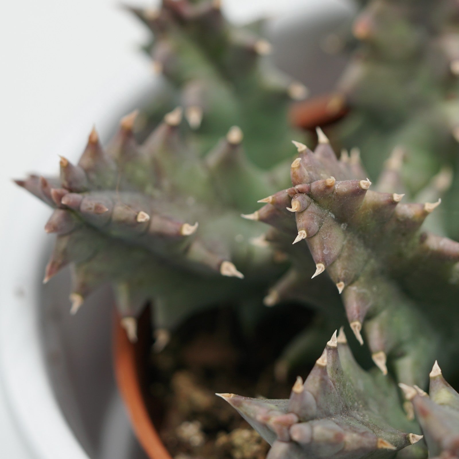 pasiora-huernia-confusa-aasblume-sukkulente-8-cm-topf image 3