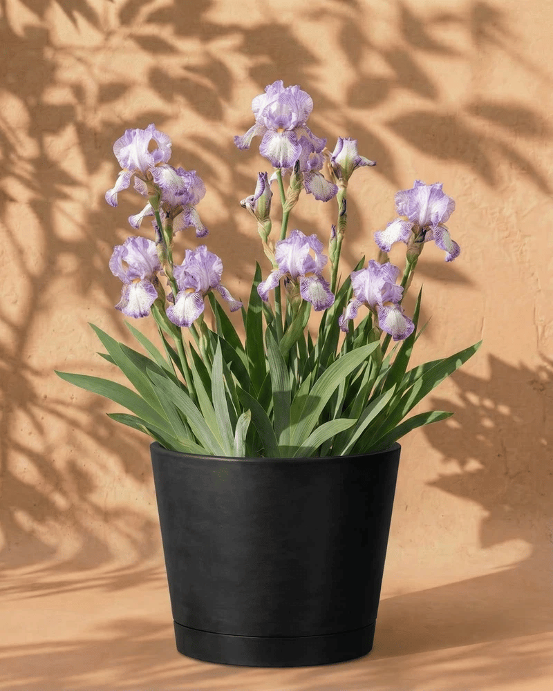 feey-iris-wei-violett-iris-germanica image 5