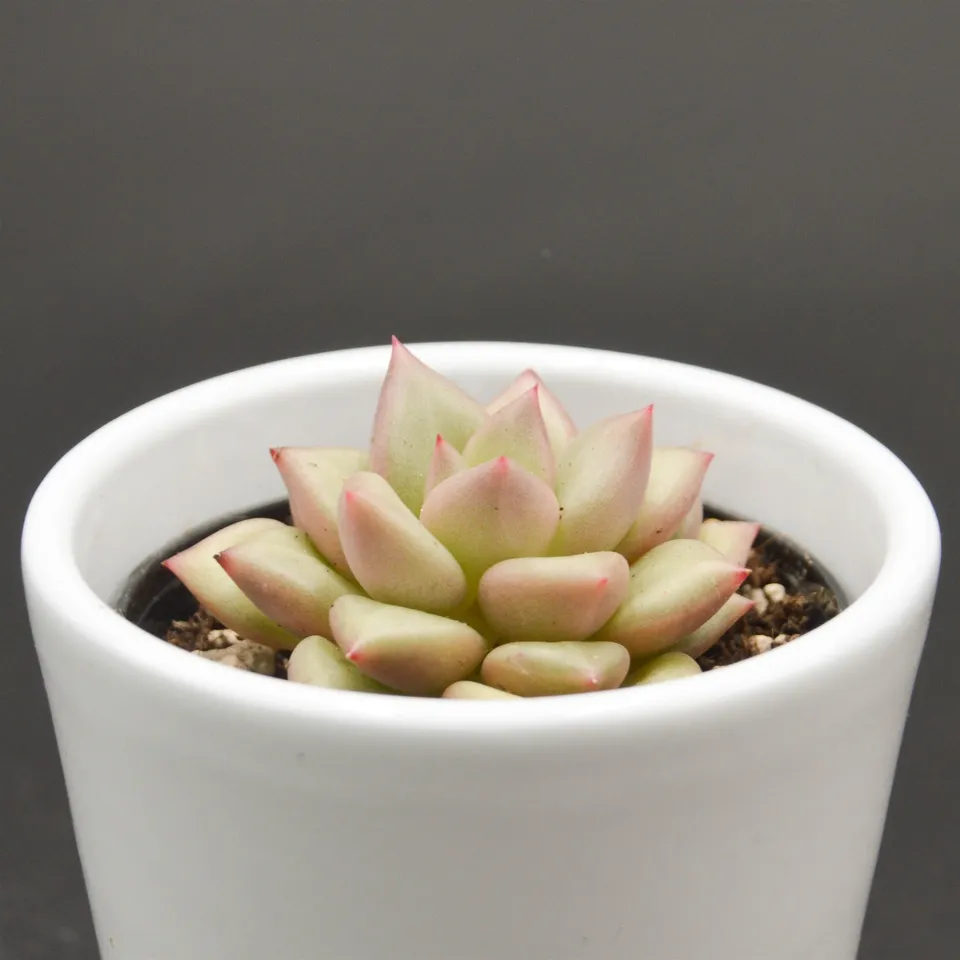 pasiora-echeveria-agavoides-j-c-van-keppel-6cm image 1