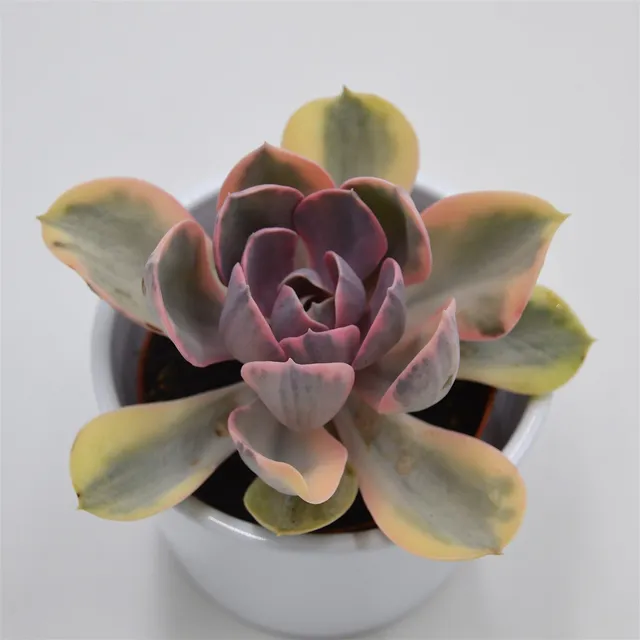 pasiora-echeveria-rainbow-10-5cm-panaschierte-rarit-t image 1