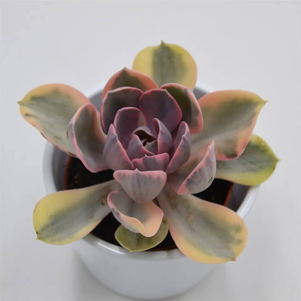pasiora-echeveria-rainbow-10-5cm-panaschierte-rarit-t image 1