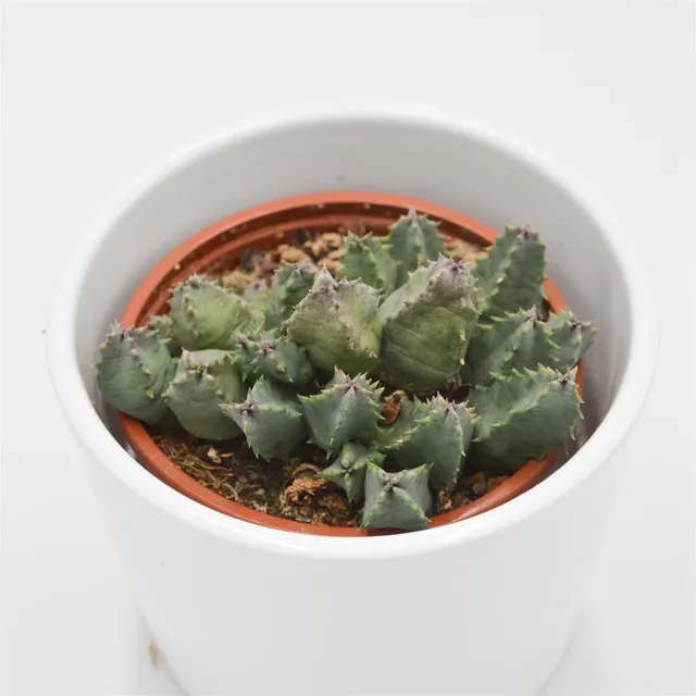 pasiora-huernia-piersii-aasblume-sukkulente-8cm-topf image 1