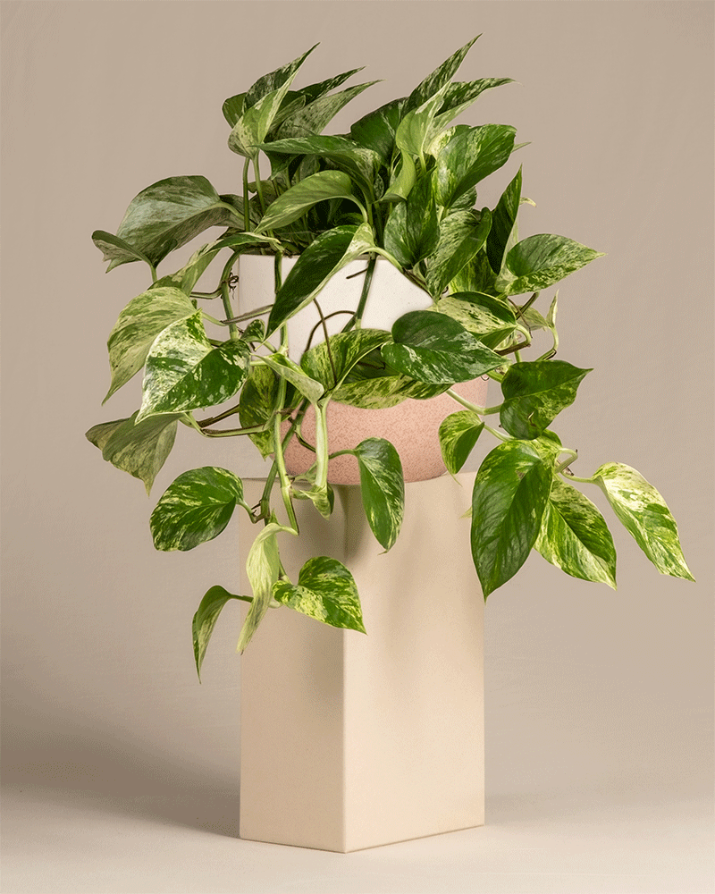 feey-gro-e-efeutute-marble-queen-h-ngepflanze image 5