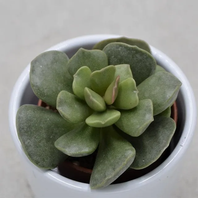 pasiora-adromischus-stone-mini-sukkulente-5-5cm-topf image 1
