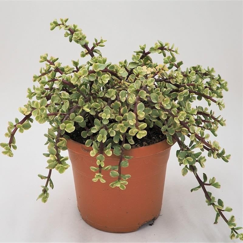 pasiora-portulacaria-afra-variegata-sukkulente-17cm-topf image 1