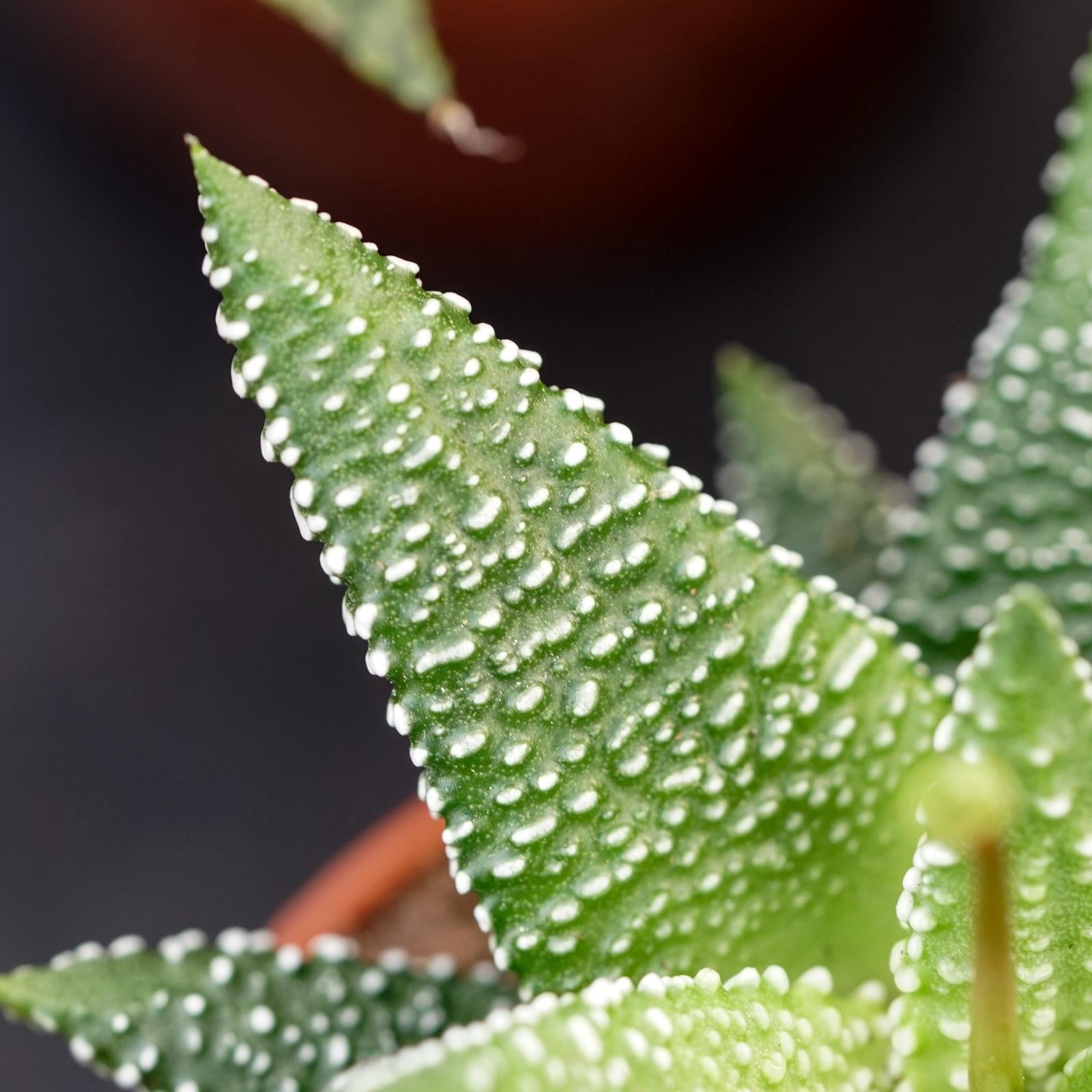 pasiora-haworthia-eon-5-5cm-mini-sukkulente image 3