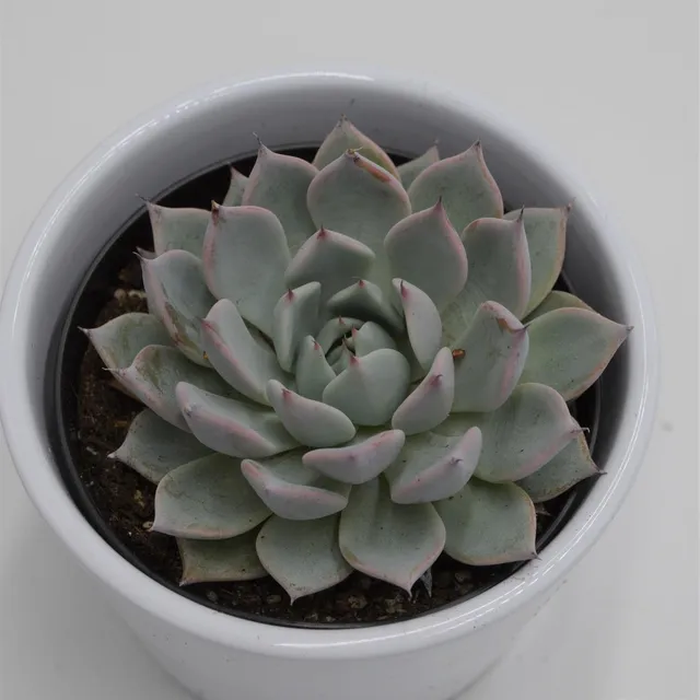 pasiora-echeveria-colorata-rosetten-sukkulente-9-cm-topf image 1