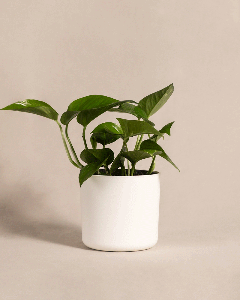 feey-efeutute-epipremnum-aureum-h-ngepflanze-klein image 7