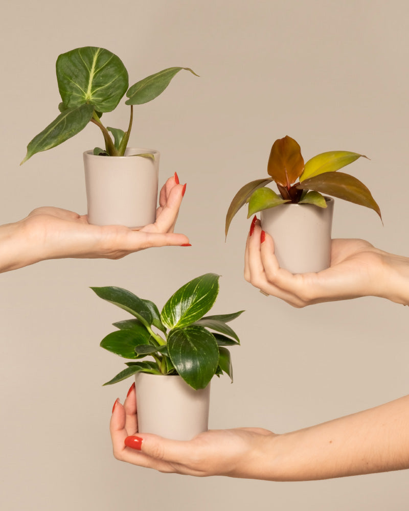 feey-babypflanzen-trio-philodendron-gloriosum-white-measure-red-sun image 1