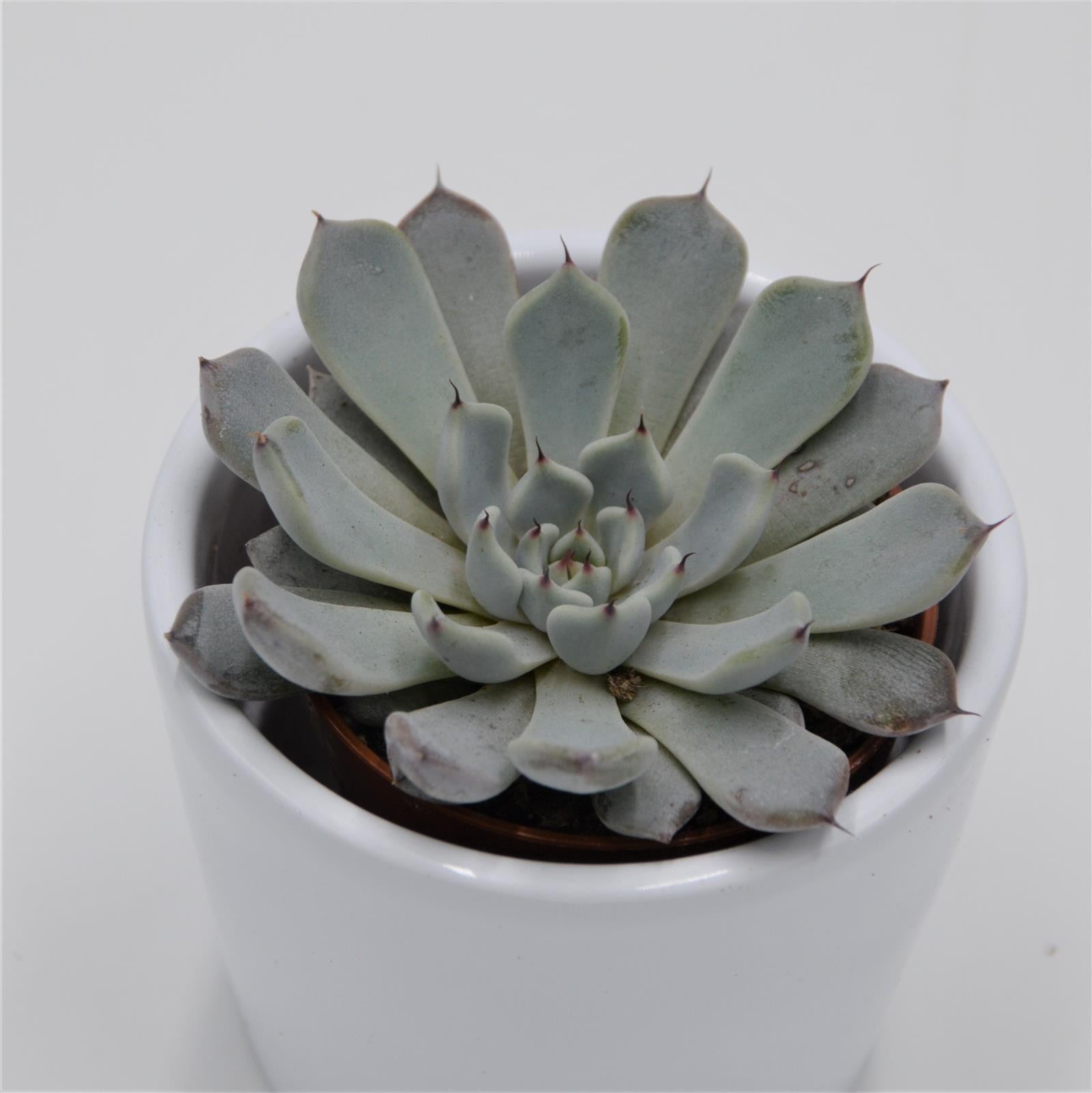 pasiora-echeveria-cuspidata-var-gemmula-sukkulente-5-5-cm image 3