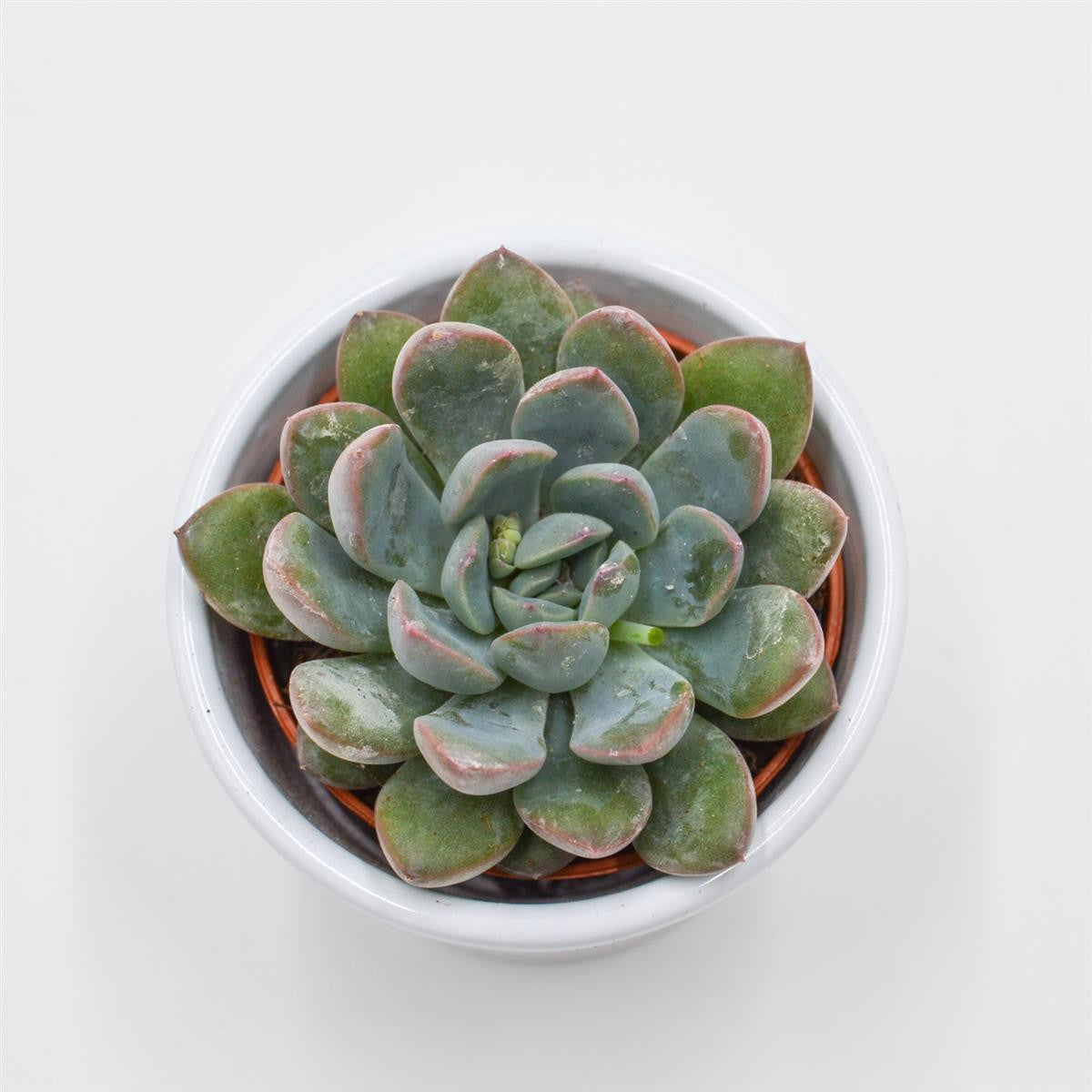 pasiora-x-pachyveria-aurora-mini-sukkulente-6cm-topf image 3