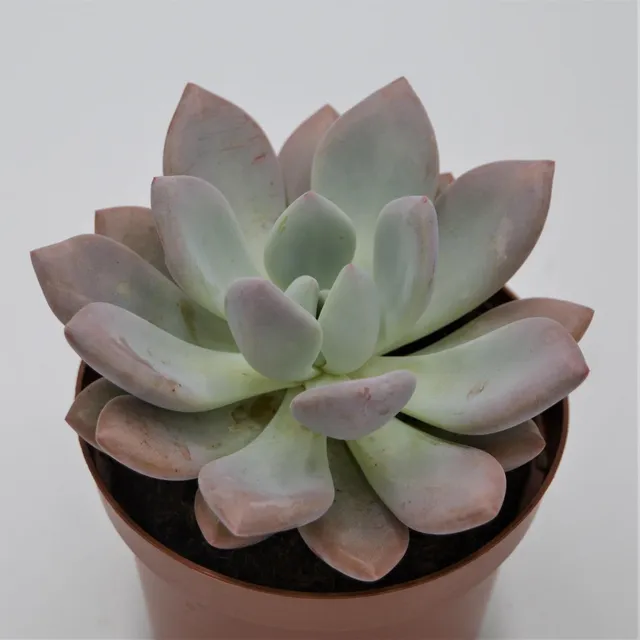 pasiora-x-graptoveria-opalina-sukkulente-im-13cm-topf image 1