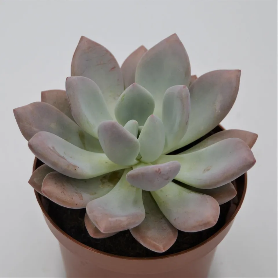 pasiora-x-graptoveria-opalina-sukkulente-im-13cm-topf image 1