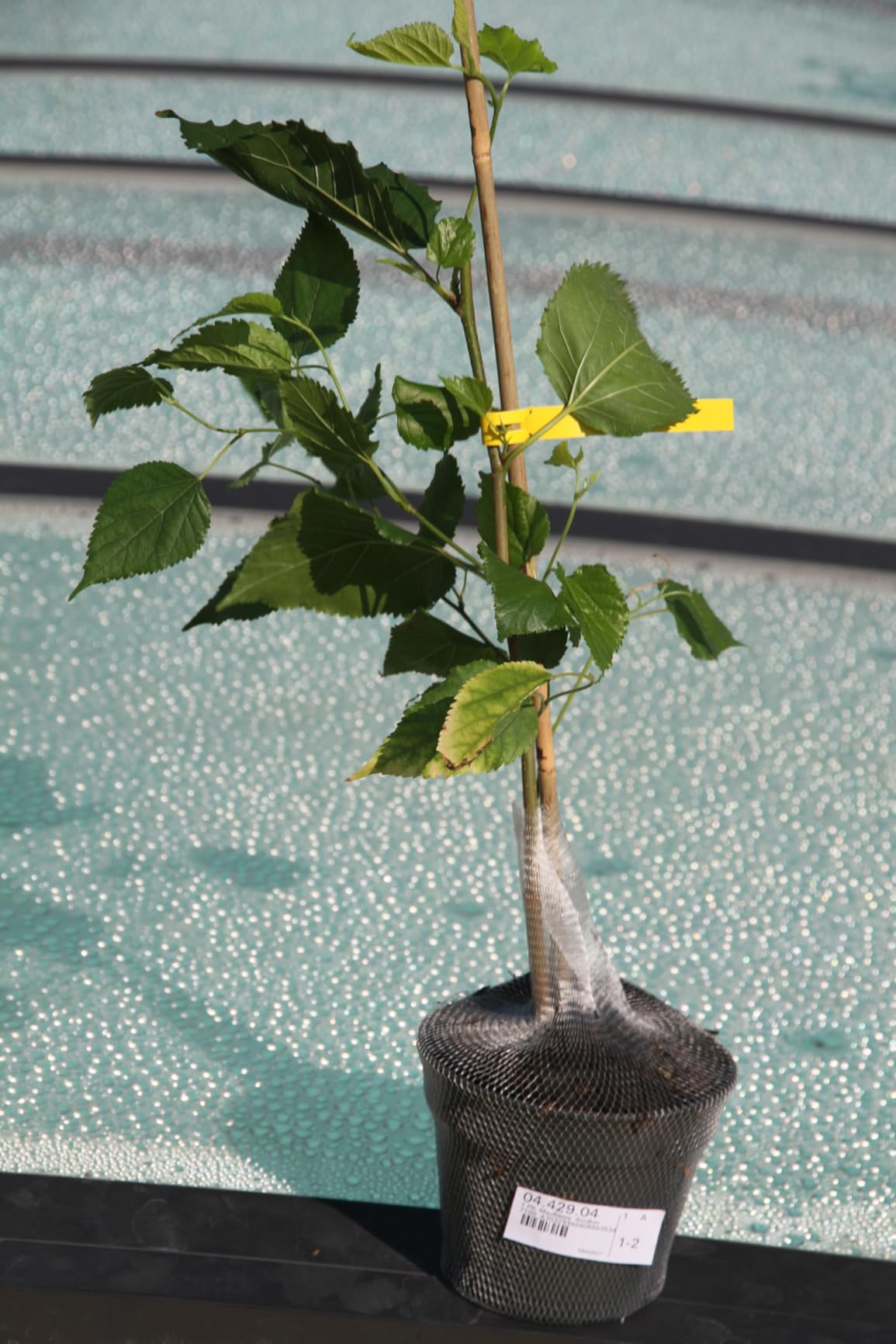 Ideal für kleinen Garten