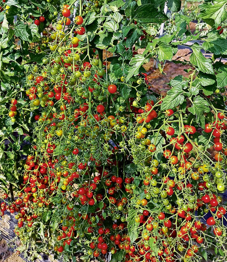 baldur-garten-snack-tomate-perlino-cherrytomate-2-pflanzen-im-10-5cm-topf image 4