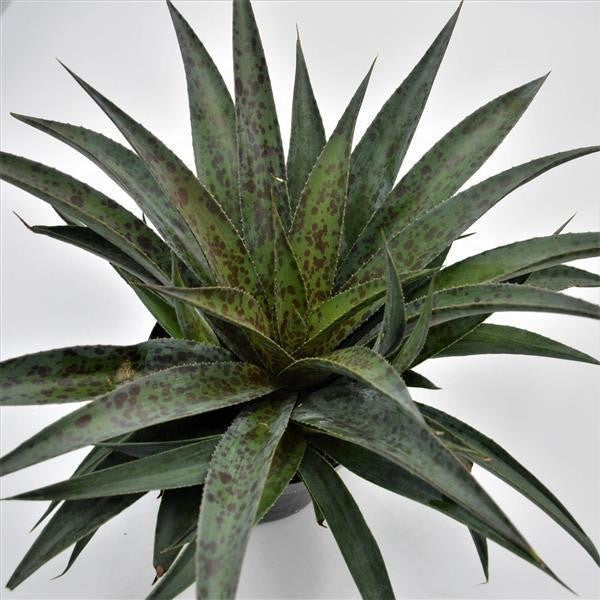 pasiora-x-mangave-pineapple-express-gro-e-sukkulente-im-13cm-topf image 1