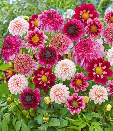 baldur-garten-dahlien-mix-purple-pink-4er-knollen-gr-e-i image 2