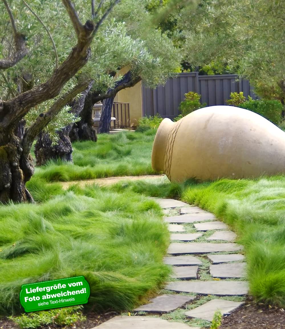 baldur-garten-gr-ser-teppich-carex-remota-3-pflanzen-im-9x9-cm-topf image 2