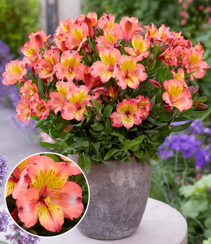 baldur-garten-alstroemeria-incalys-salmon-winterharte-inkalilie-im-12-cm-topf image 4