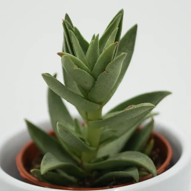 pasiora-crassula-capitella-sharktooth-sukkulente-5-5cm image 1