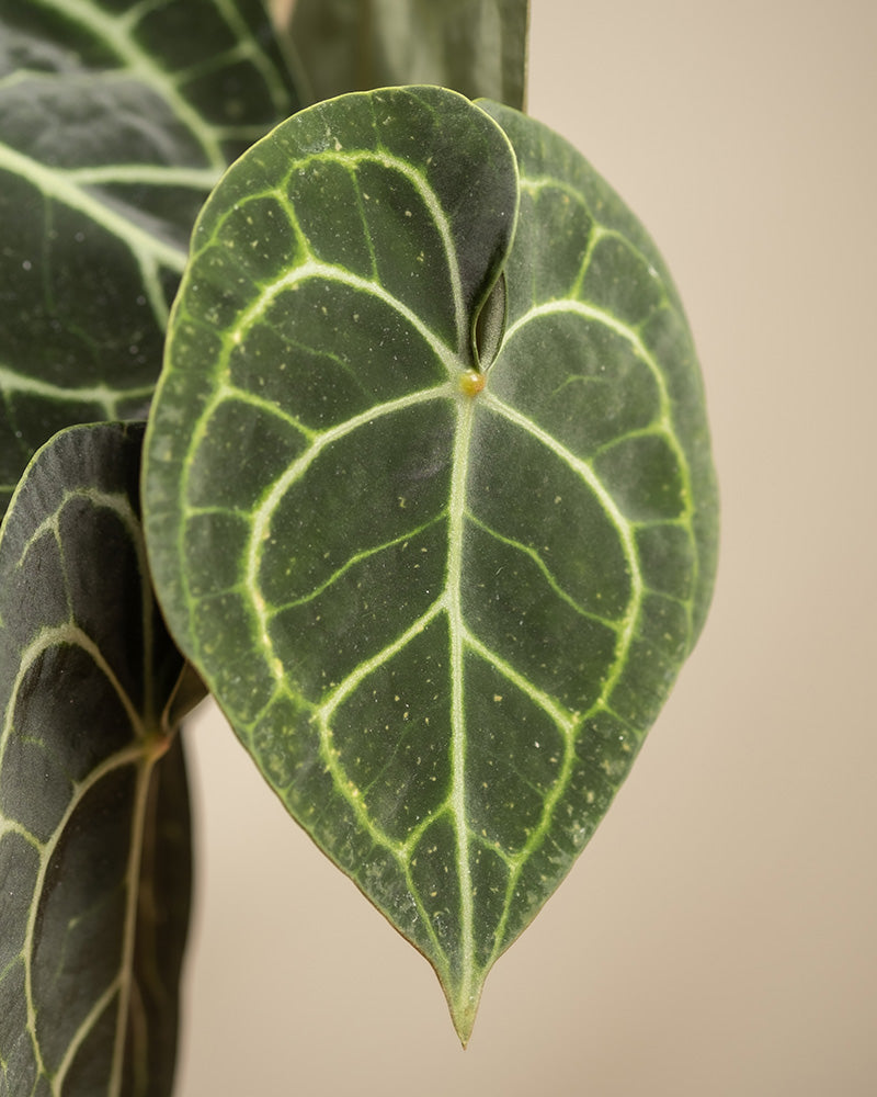 feey-anthurium-clarinervium-zimmerpflanze-herzblattblume image 8