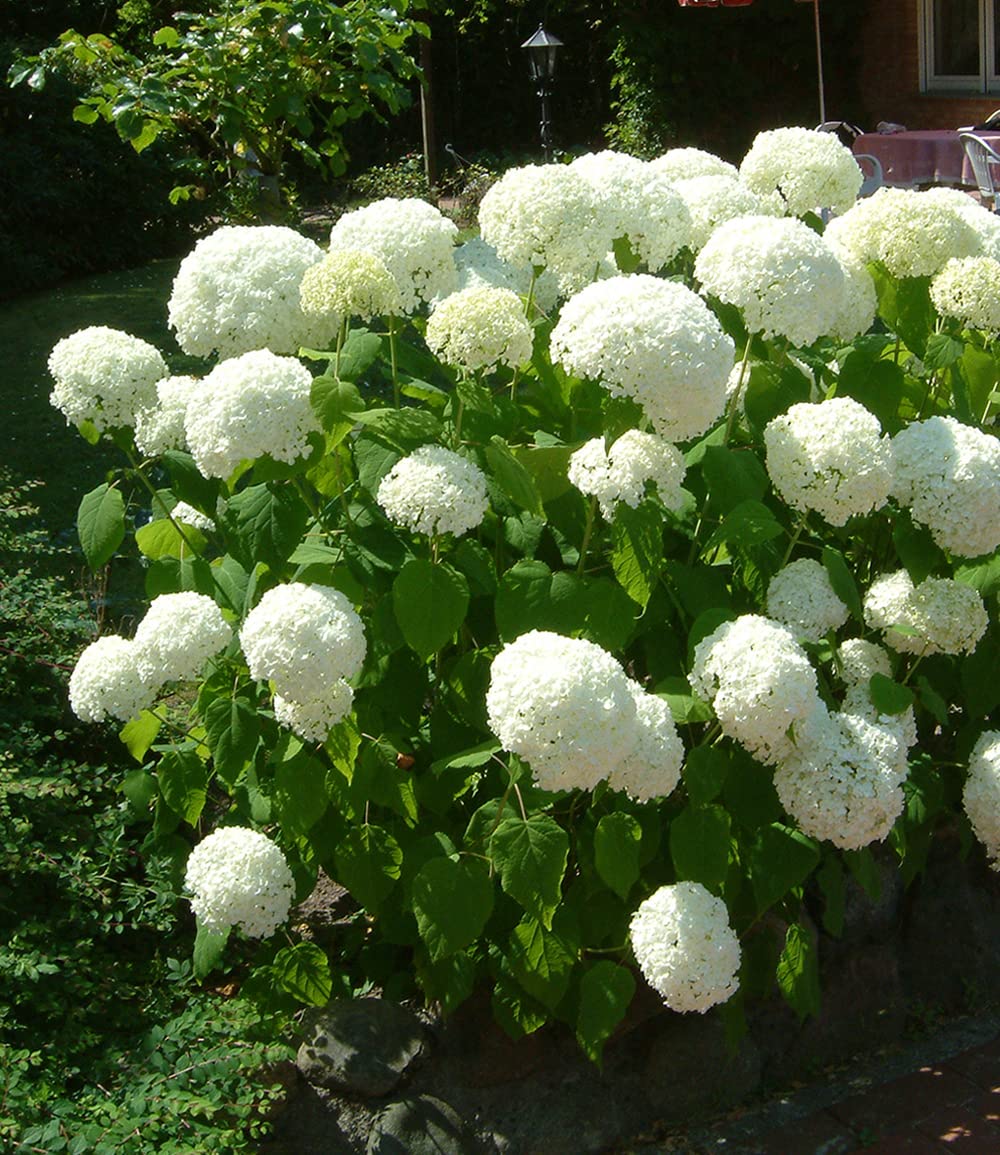 baldur-garten-schneeball-hortensie-annabelle-im-9x9-cm-topf image 4