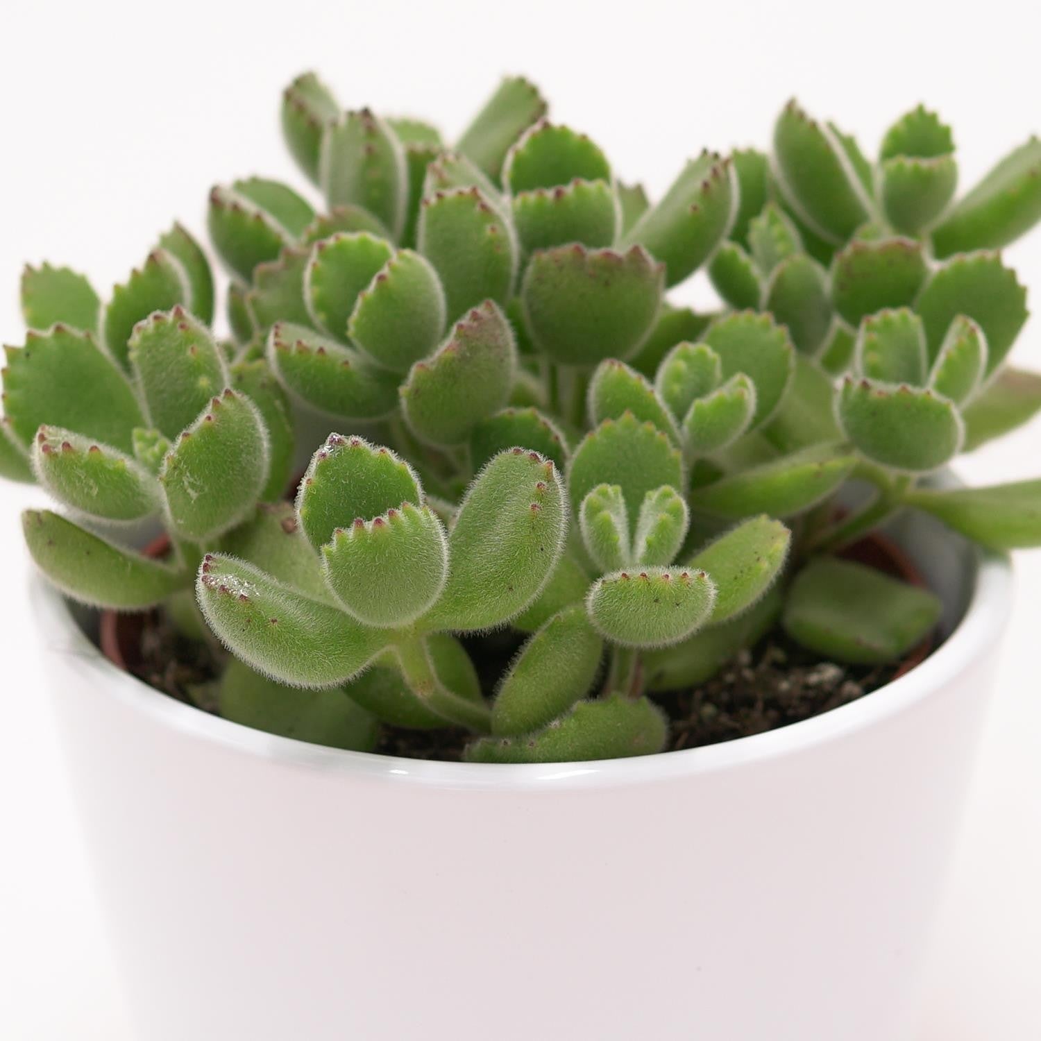 pasiora-cotyledon-tomentosa-b-rentatze-sukkulente-im-8-5cm-topf image 1