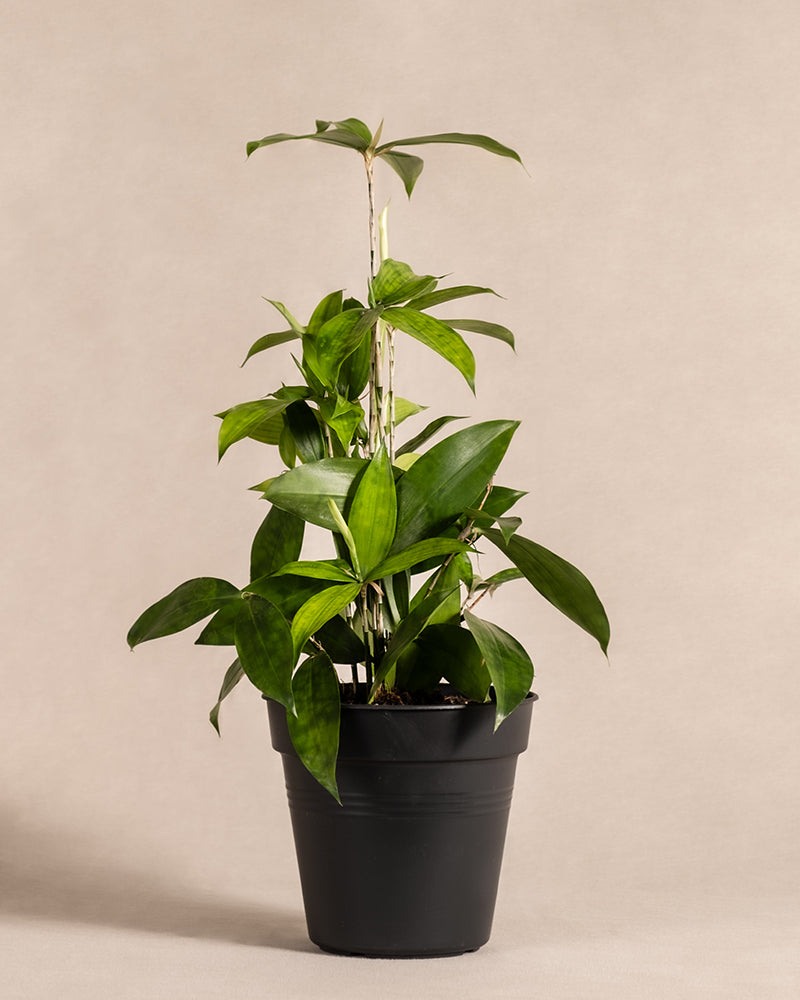 feey-bambus-drachenbaum-dracaena-surculosa-klein image 3