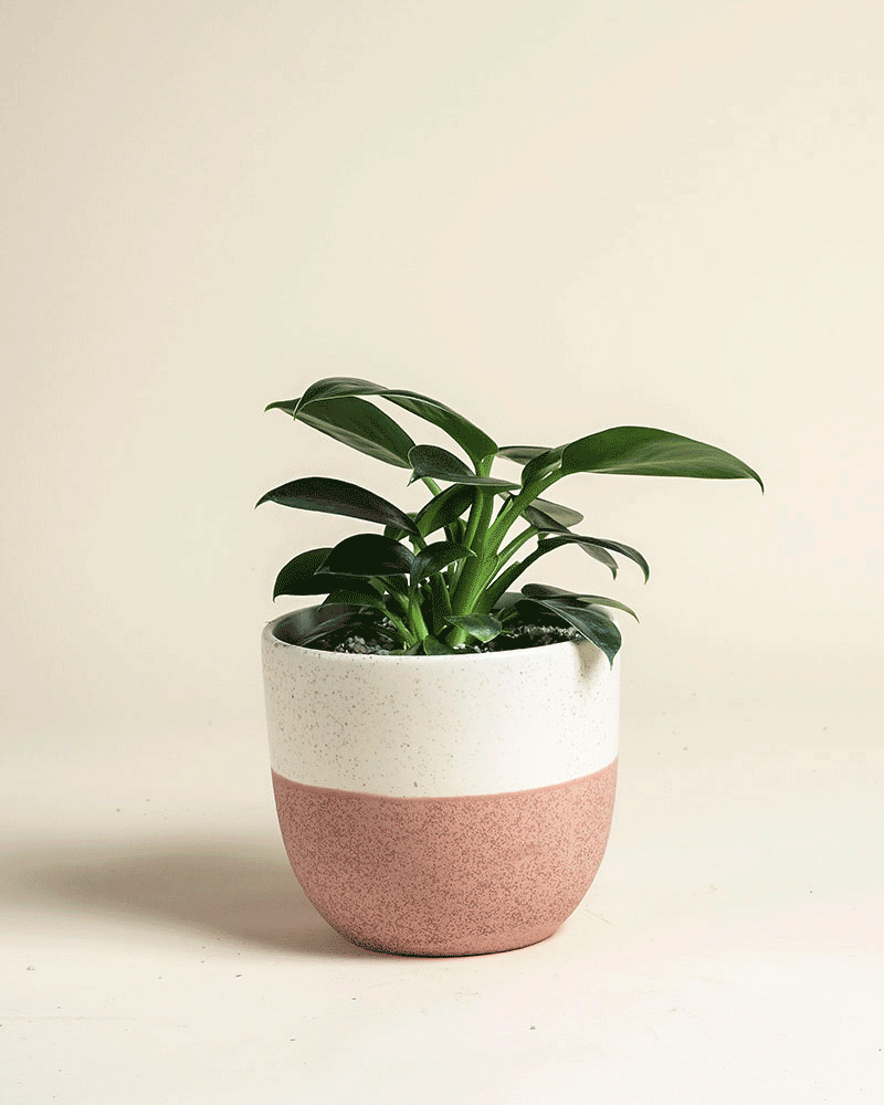 feey-philodendron-imperial-green-zimmerpflanze-baumfreund image 5
