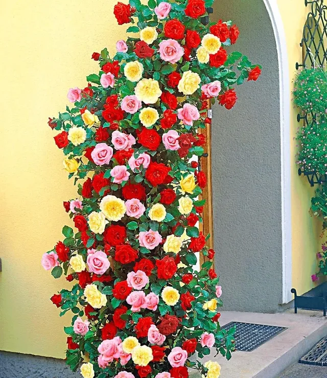 baldur-garten-kletterrosen-trio-rot-rosa-gelb-3x-im-11x11-cm-topf image 1