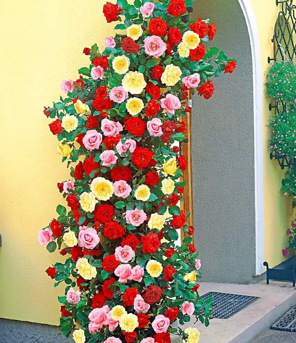 baldur-garten-kletterrosen-trio-rot-rosa-gelb-3x-im-11x11-cm-topf image 1