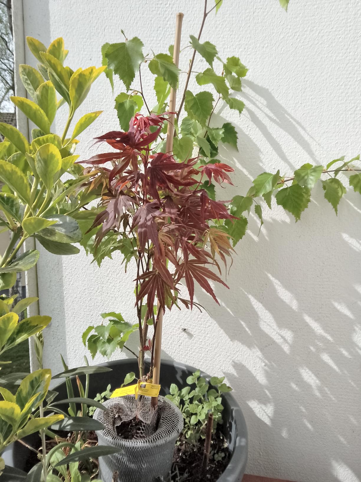 Wunderschöne Blattfarbe