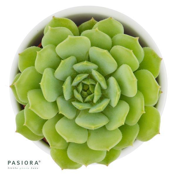 pasiora-enchant-echeveria-set-5-st-ck image 3