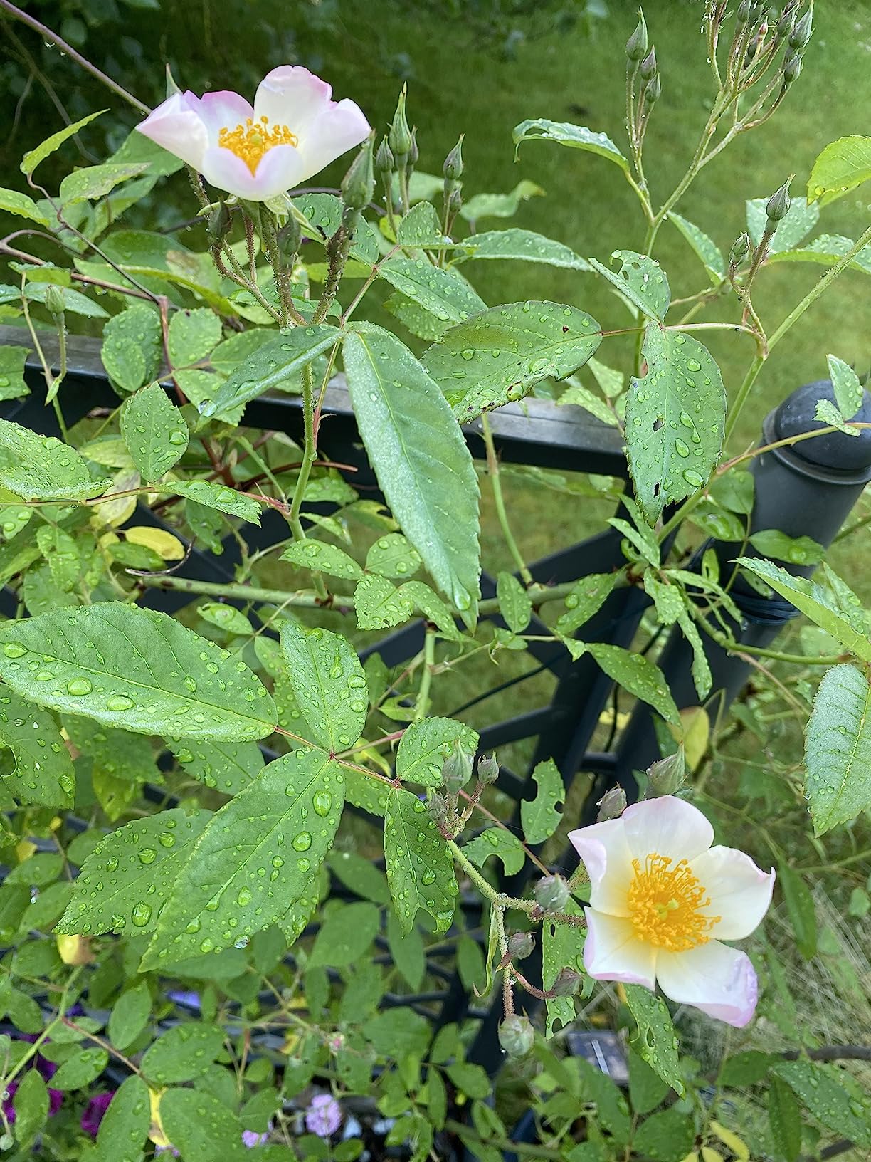Zu wild für kleinen Garten