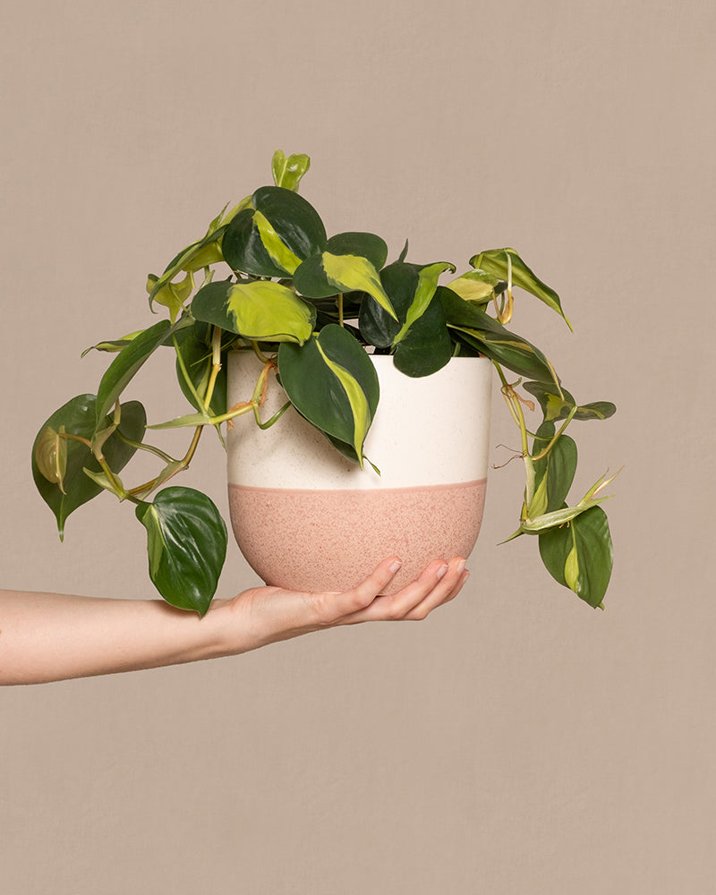 feey-philodendron-scandens-brasil-h-ngepflanze-baumfreund image 1