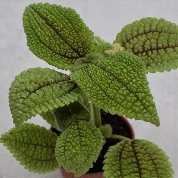pasiora-pilea-moon-valley-6-cm-topf image 1