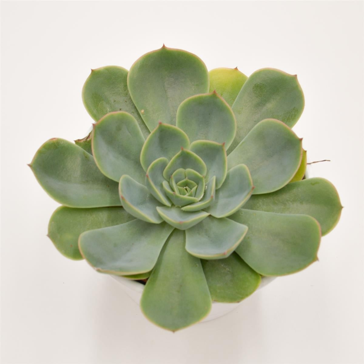 pasiora-echeveria-fora-sukkulente-12cm-topf image 2