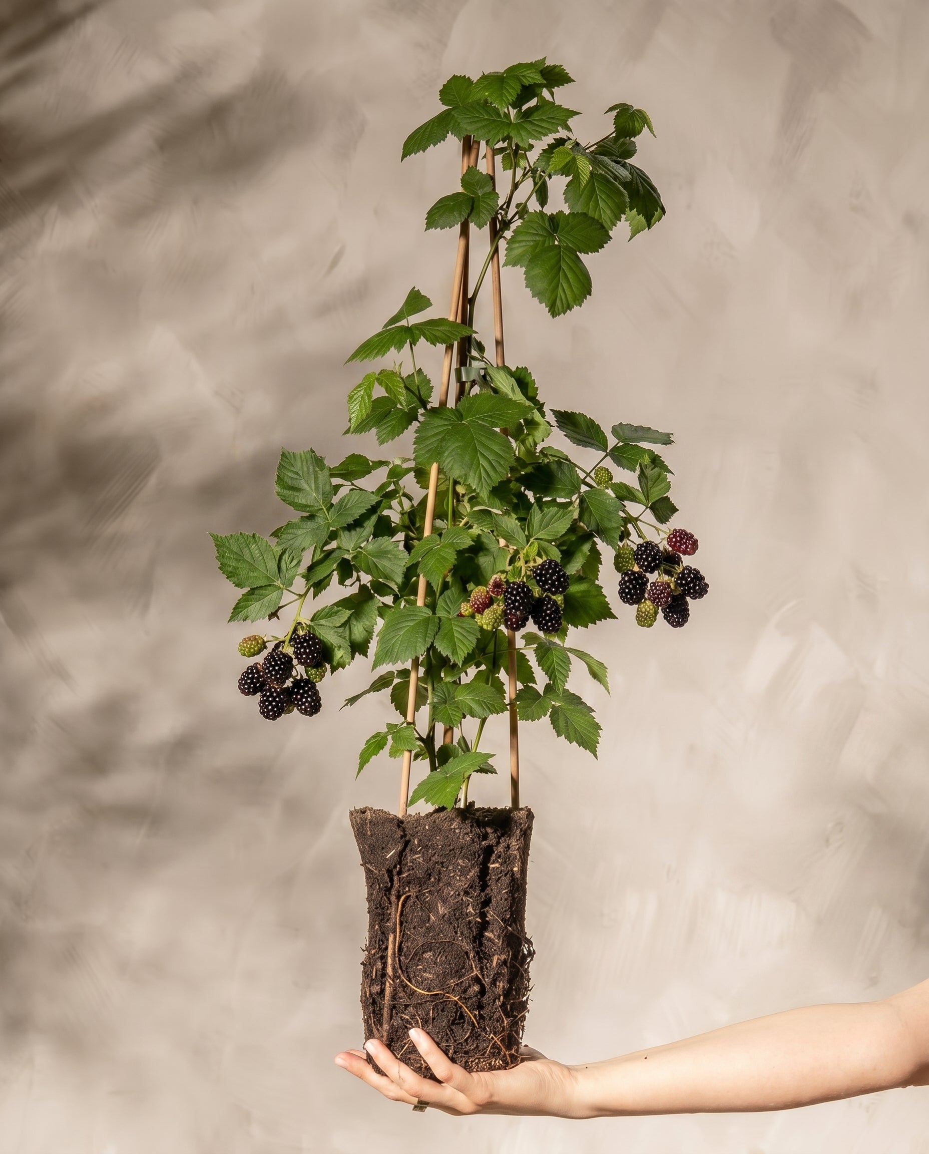 feey-brombeere-black-satin-rubus-fruticosus image 1
