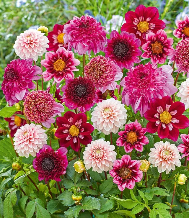 baldur-garten-dahlien-mix-purple-pink-4er-knollen-gr-e-i image 1