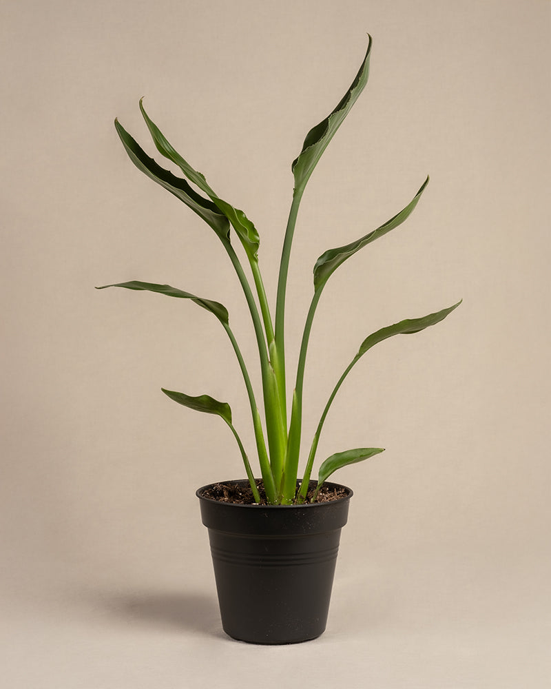 feey-strelitzia-reginae-paradiesvogelblume-mittel image 3